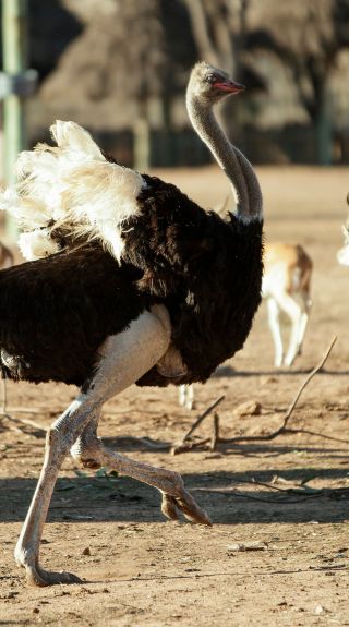 Taronga Western Plains Zoo, Dubbo