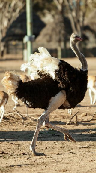 Taronga Western Plains Zoo, Dubbo