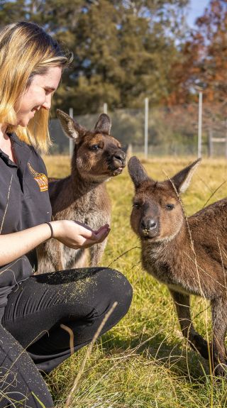 獵人谷（Hunter Valley）野生動物園，努爾卡巴
