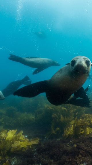 Mann Schwimmen während einer Schnorcheltour mit Robben bei Dive Jervis Bay