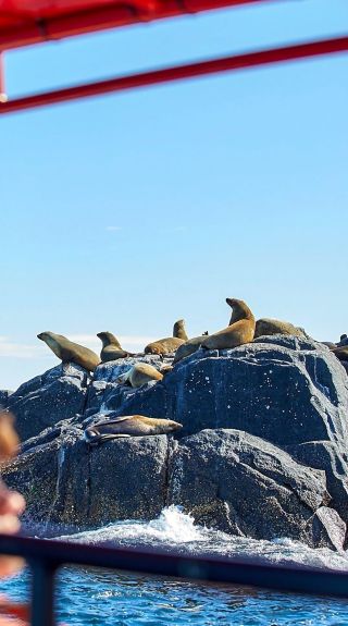 Underwater Safaris, Narooma
