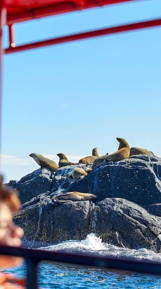 Underwater Safaris, Narooma