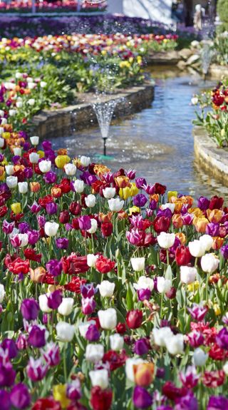  Tulip Time Festival, Bowral