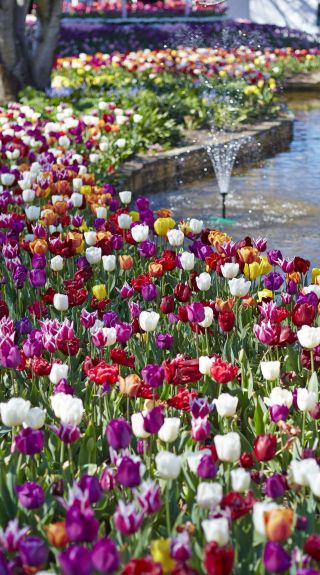  Tulip Time Festival, Bowral