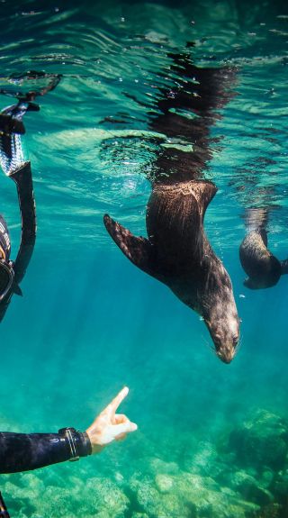 Underwater Safaris - Credit: Thurston Photo