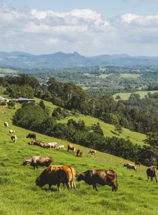 Cows grazing in Byron Bay's hinterland