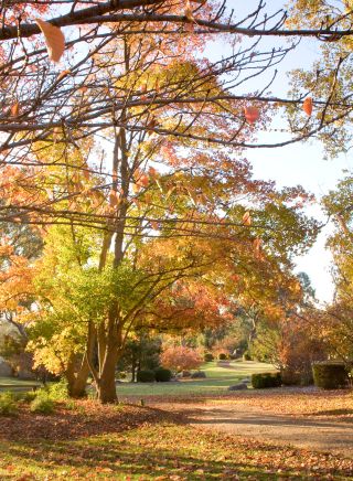 Rustic autumnal colours in the Cowra Japanese Garden, NSW