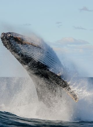 Humpback whale breaching and rolling