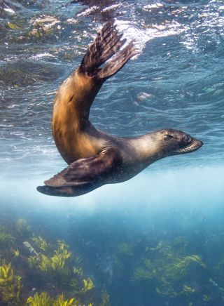 Seal swimming off Montague Island near Narooma on the NSW South Coast