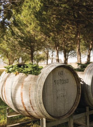 洛威酒莊（Lowe Wines）的酒桶 -新南威爾士郊區馬奇（Mudgee)