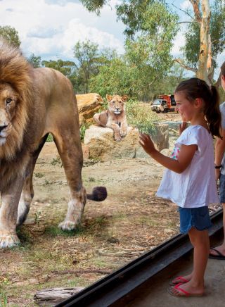 Children viewing lions up close through glass windows, Taronga Western Plains Zoo