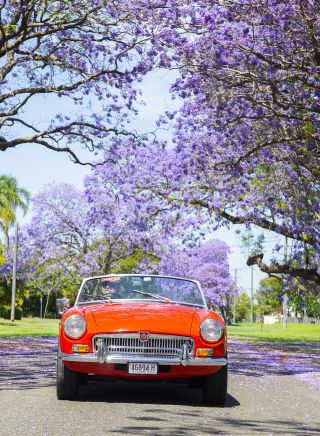 Vintage car passing through a jacaranda-lined street in Grafton, Clarence Valley