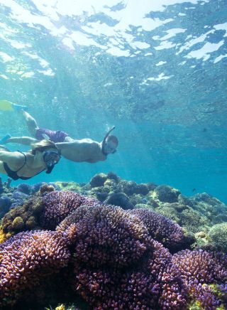 Snorkelling at Lord Howe Island