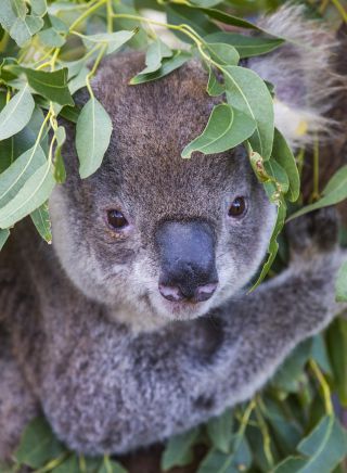 Koala Hospital at Port Macquarie