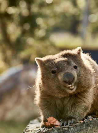 Millie the wombat at Symbio Wildlife Park in Helensburgh