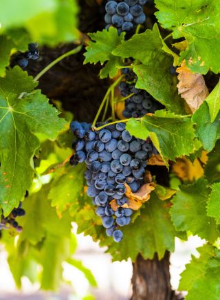 Calabria Family Wines - Griffith, Riverina