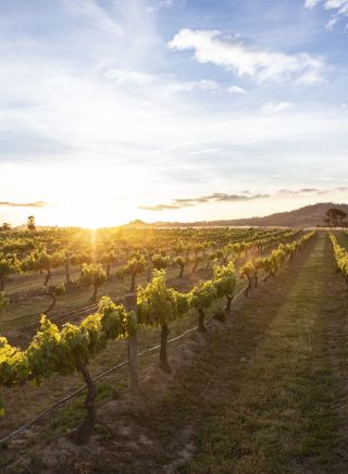 Burnbrae Wines in Mudgee - Country NSW