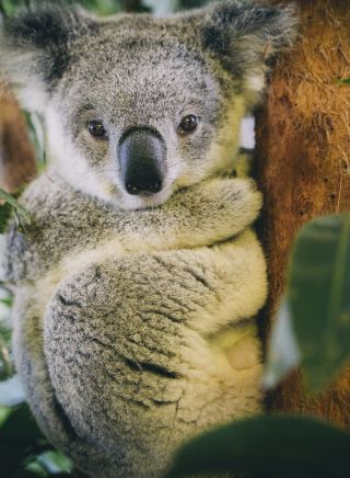 Resident koala at Billabong Zoo in Port Macquarie, North Coast