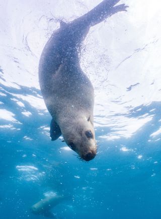 Fur seal swimming around Montague Island, Narooma, South Coast