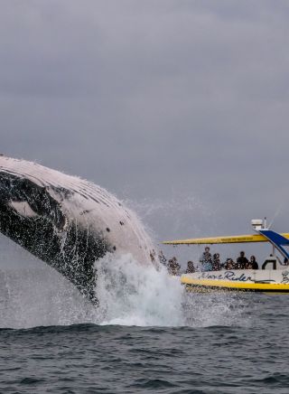 Wave Rider and Whale Watching with Port Jet Cruises tour in Port Macquarie, North Coast