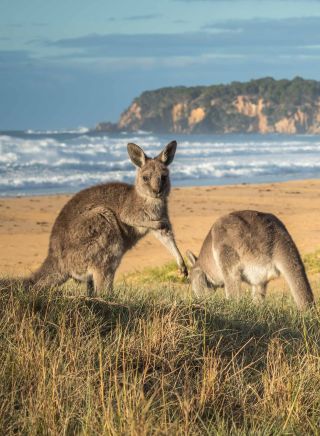 Kangaroos at Gillards Beach - Tathra - Sapphire Coast. Image Credit: David Rogers Photography