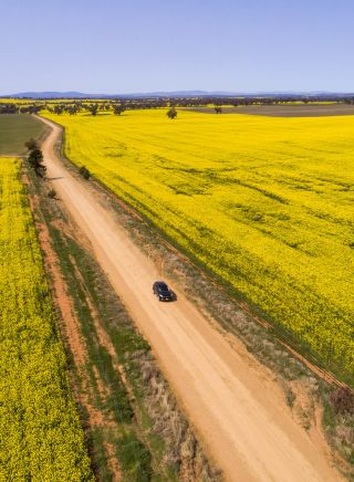 A car travels past the vibrant golden canola fields in Sebastopol