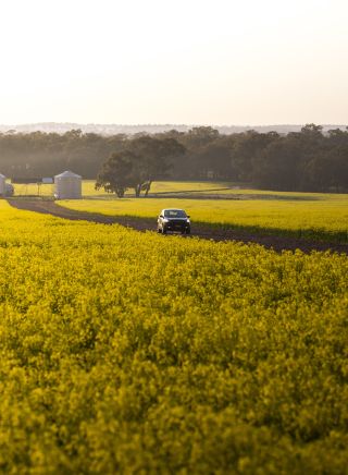 A car travels past the vibrant golden canola fields in Temora Shire