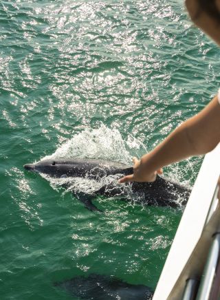 Moonshadow Dolphin Watch Cruise - Port Stephens