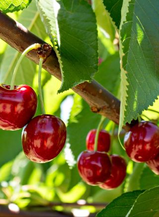 Pick your own Cherries at Ballinaclash Orchard in Young