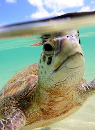 North Bay Turtle and Nature Tour with Marine Adventures Turtle Tours in Lord Howe Island