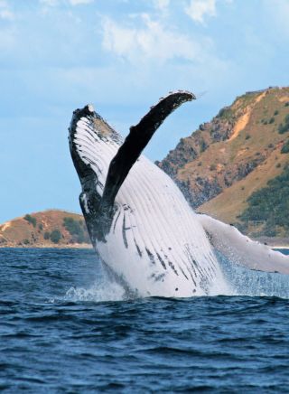 Credit: Whale Watching Byron Bay