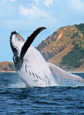 Bildnachweis: Whale Watching Byron Bay