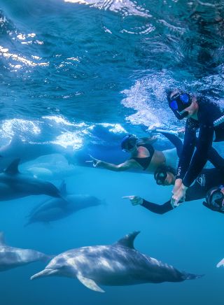 Swimming with dolphins in Port Stephens, North Coast