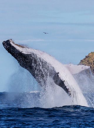 Whale breaching, Byron Bay