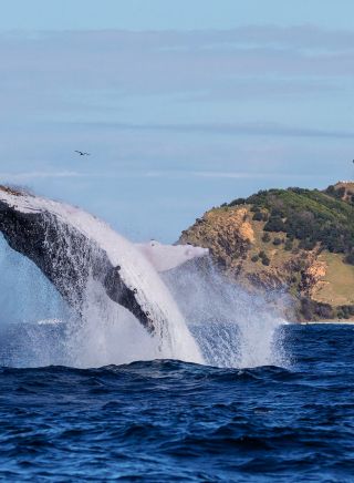 Whale breaching, Byron Bay - Credit: Wild Byron
