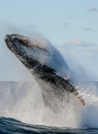 Whale breaching, Coffs Coast