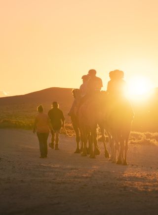 Silverton Outback Camels