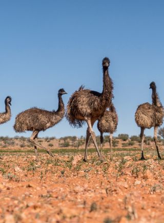 Mob of emus at Sturt National Park, Tibooburra