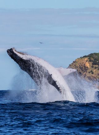 Whale breaching, Wild Byron, Byron Bay - Credit: Wild Byron