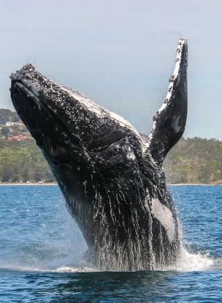 A humpback whale breaching near Tacking Point Lighthouse, Port Macquarie