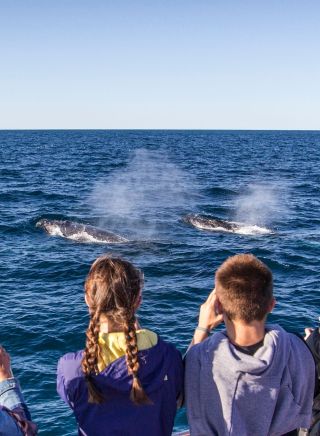 Family enjoying a day of whale watching off-shore, Sydney
