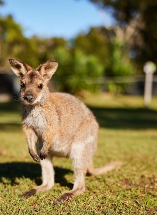 Local Travel Planner Pty Ltd, Wallaby, Symbio Wildlife Park, Helensburgh