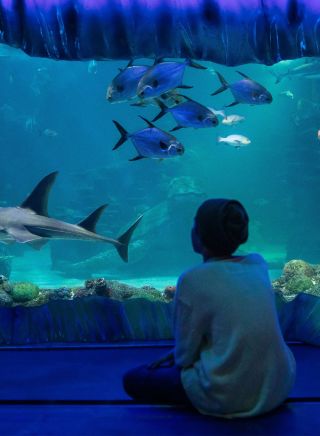 SEA LIFE Sydney Aquarium, Darling Harbour 