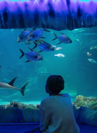 SEA LIFE Sydney Aquarium, Darling Harbour 