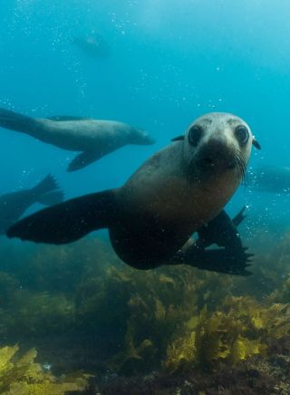 Montague Island, Narooma