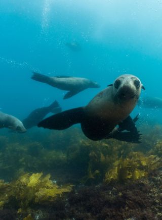 Montague Island, Narooma