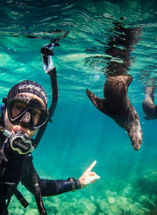 杰維斯海灣（Jervis Bay）潛水之旅中，一名男子與海豹一起游泳