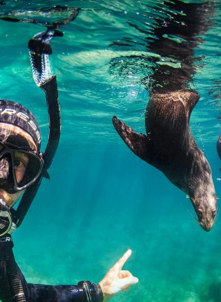杰維斯海灣（Jervis Bay）潛水之旅中，一名男子與海豹一起游泳
