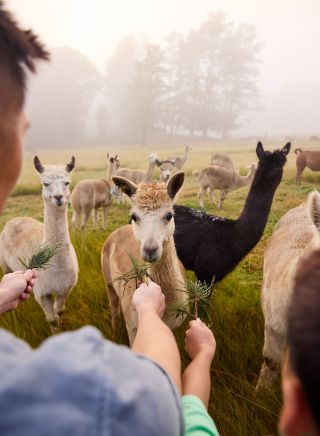 Family enjoying their stay, Madisons Mountain Retreat, Kurrajong Heights
