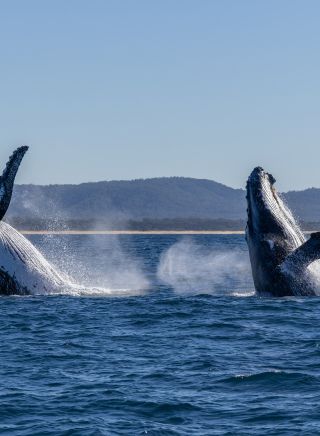 Buckelwal, Coffs Harbour